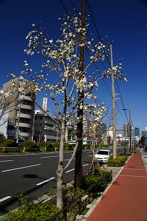 20090315-kobushi02.jpg