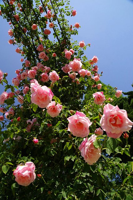 20080506-rose-climbing.jpg