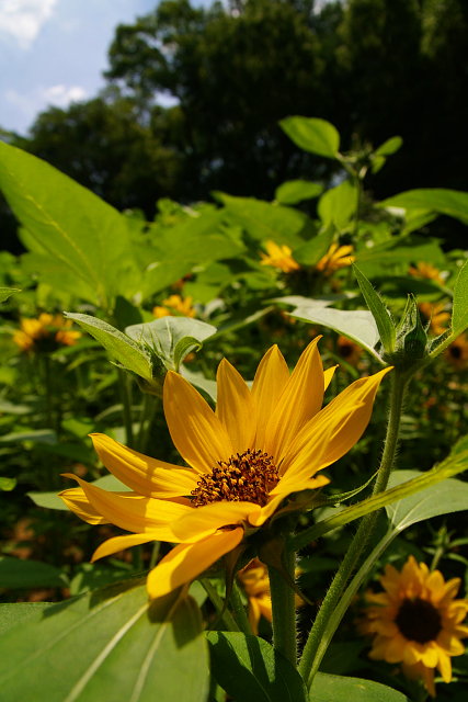 20090628-sunflower.jpg