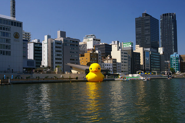 20090906-duck02.jpg