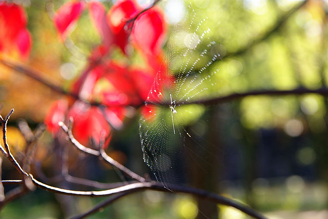 20091114-spidernet.jpg