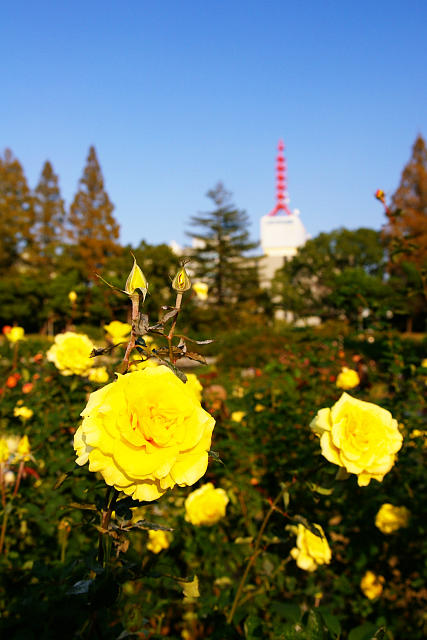20091123-utsubo-rosegarden.jpg