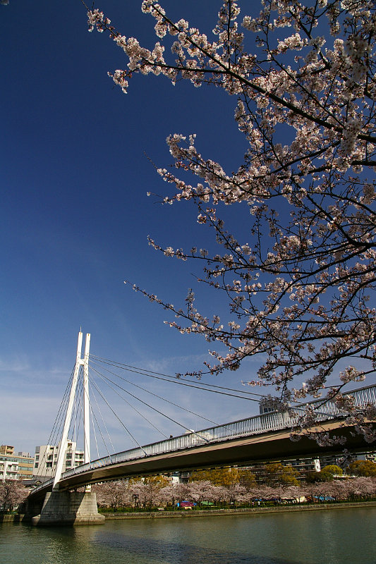 20100404-kawasakibashi-sakura.jpg