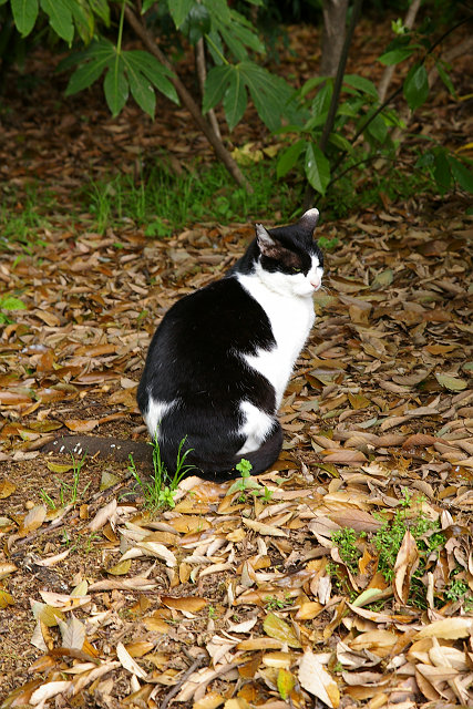 20100424-cat-two.jpg