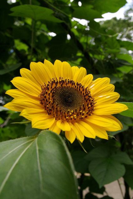 20100704-utubo-sunflower.jpg