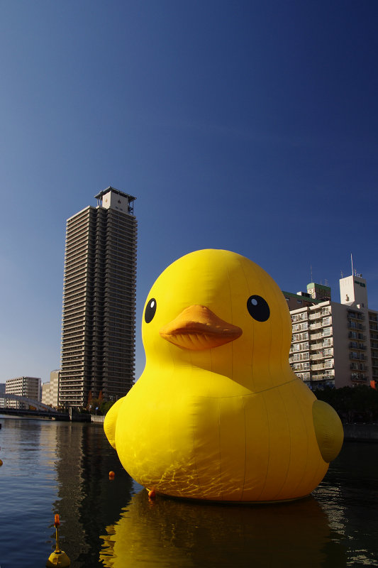 20101212-nakanoshima-duck02.jpg