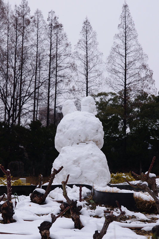 20110211-utsubo-snowrabbit.jpg