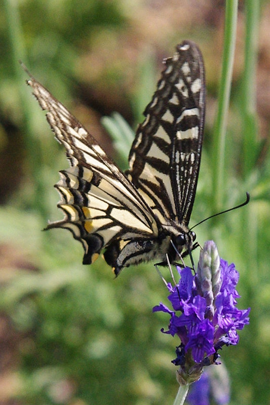 20110514-lavendar-butterfly.jpg