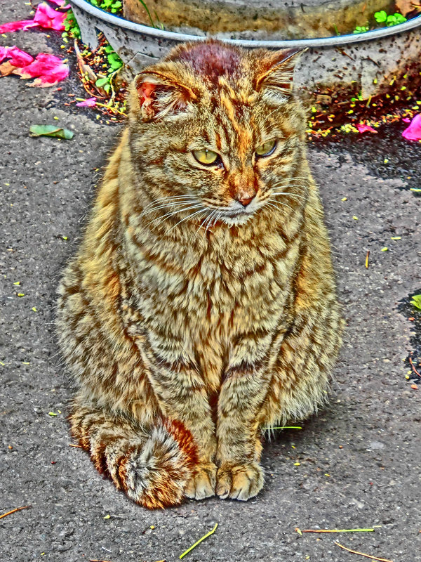 20110619-cat-hdrart.jpg