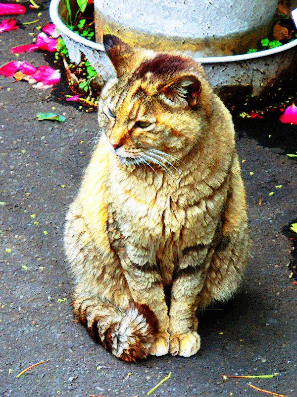 20110619-cat-mnl.jpg