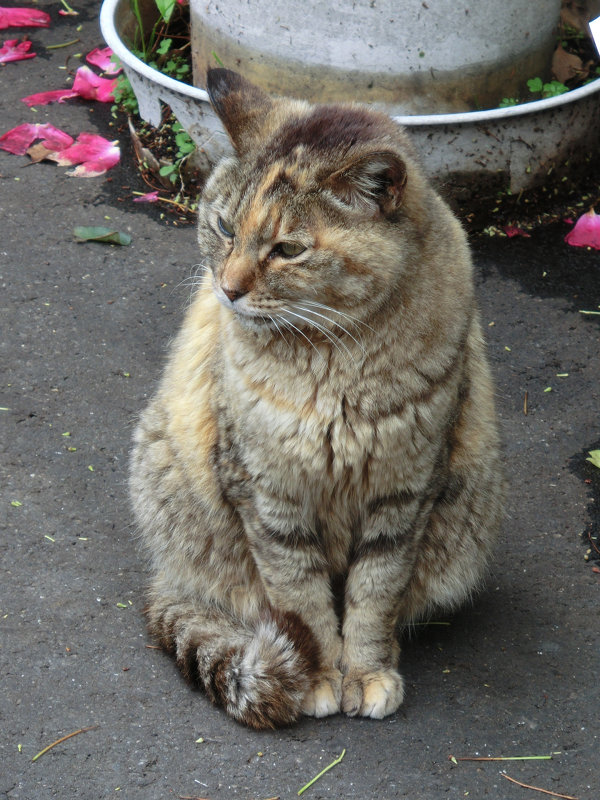 20110619-cat.jpg