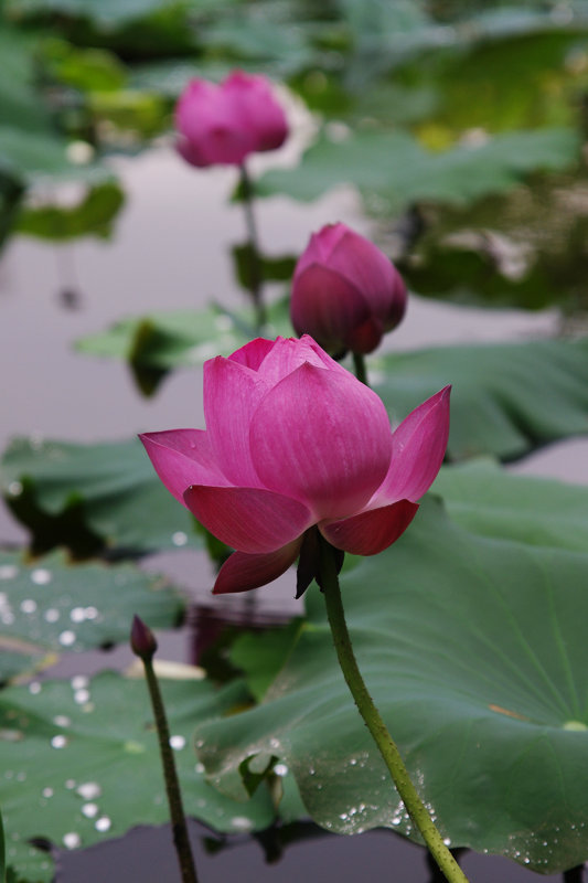20110821-lotus02.jpg