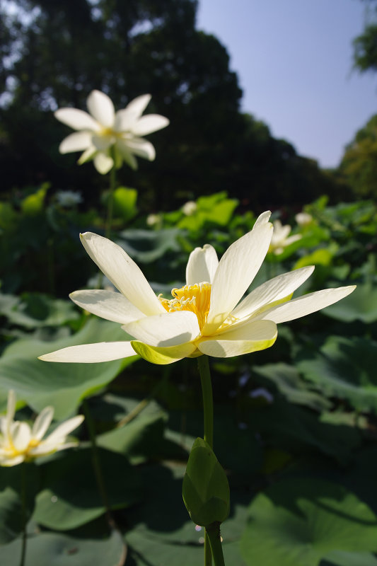20110828-sakuranomiya-lotus.jpg