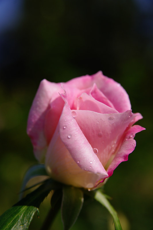 20111016-rose-matiruda.jpg