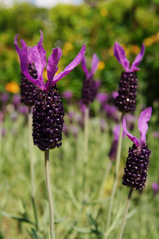 20120513-lavendar.jpg