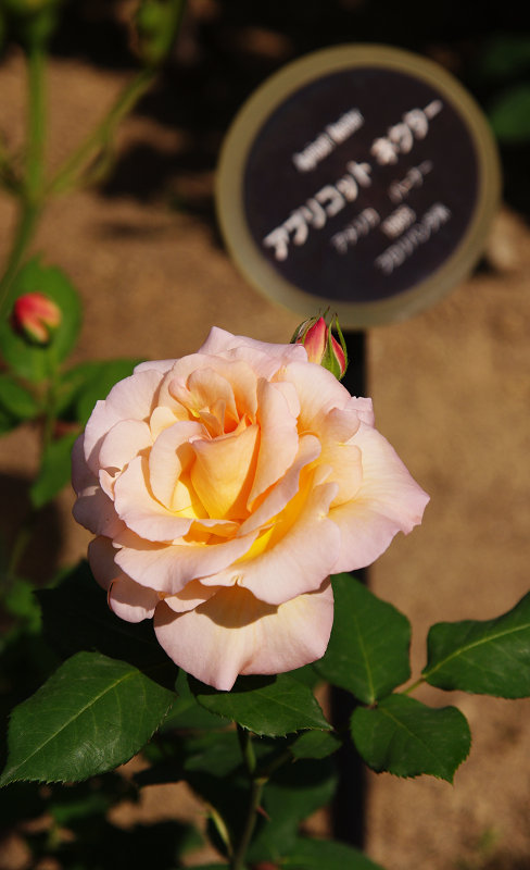 20120513-rose-nactar.jpg