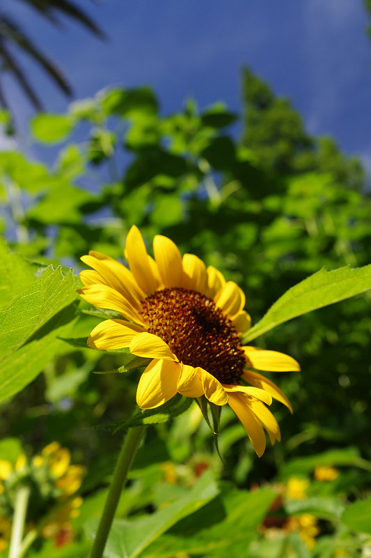 20120716-sunflower.jpg