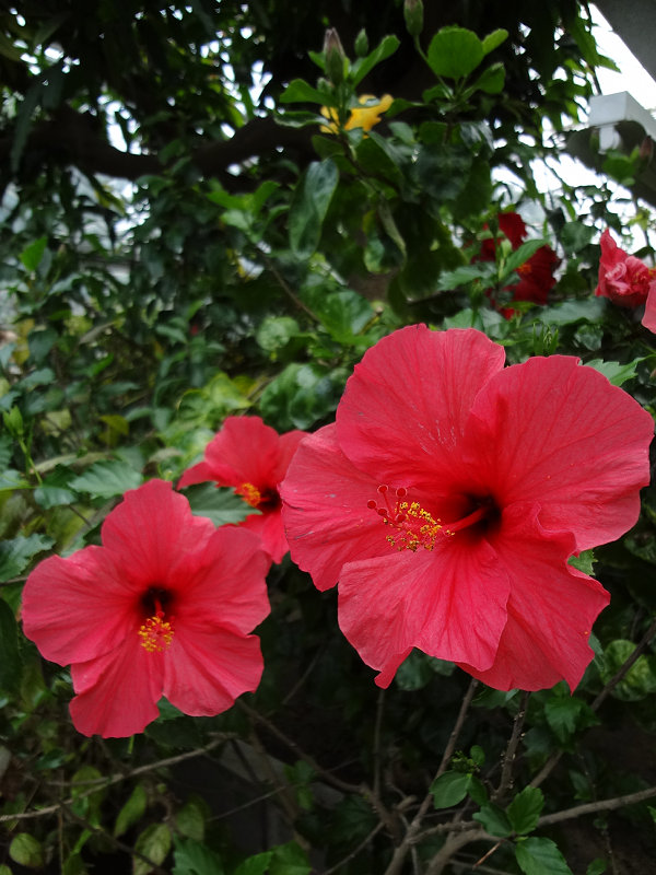 20130426-hibiscus.jpg