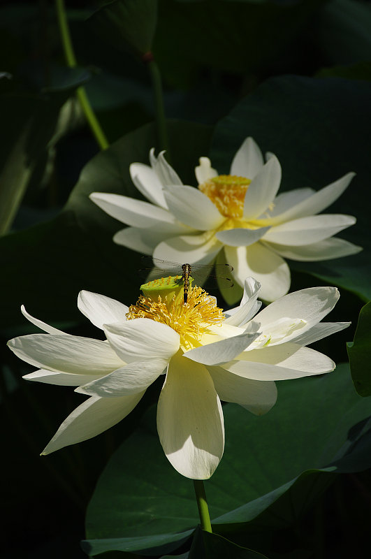 20150712-lotus-tonbo.jpg