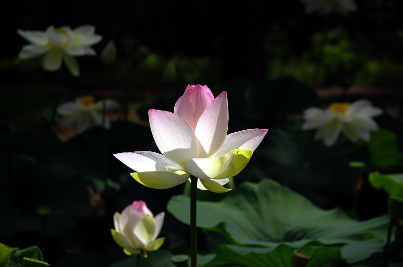 20150712-lotus1.jpg