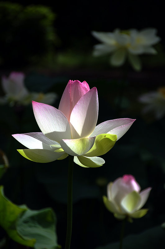 20150712-lotus2.jpg