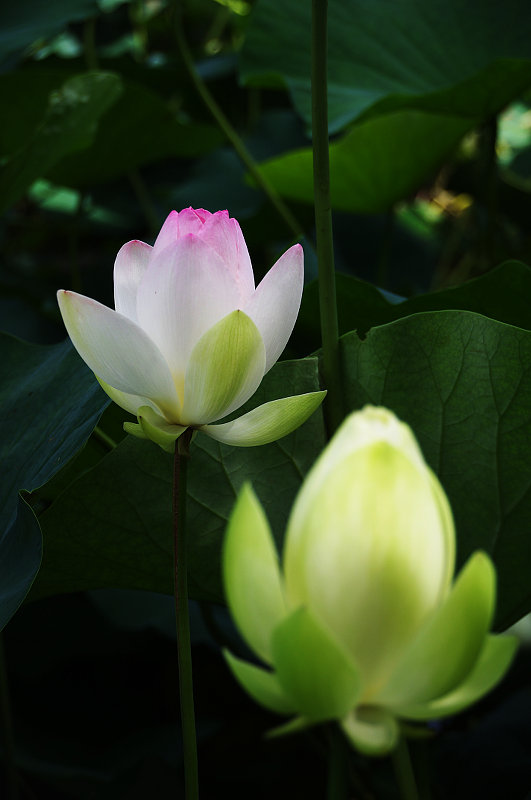 20150712-lotus3.jpg