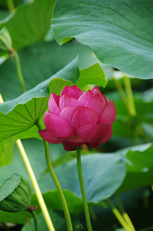 20150712-lotus4.jpg