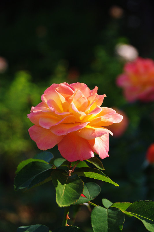 20151017-rose-anne01.jpg