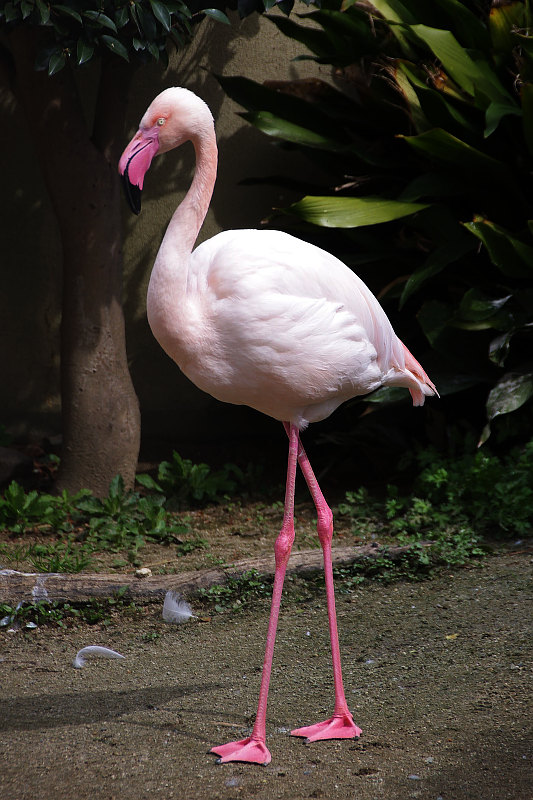 20160316-flamingo.jpg