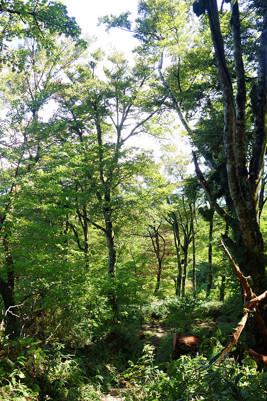 20180925-buna-forest.jpg