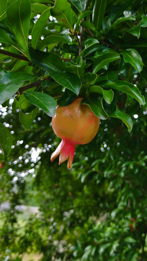 ザクロの実 20250829-pomegranate.jpg