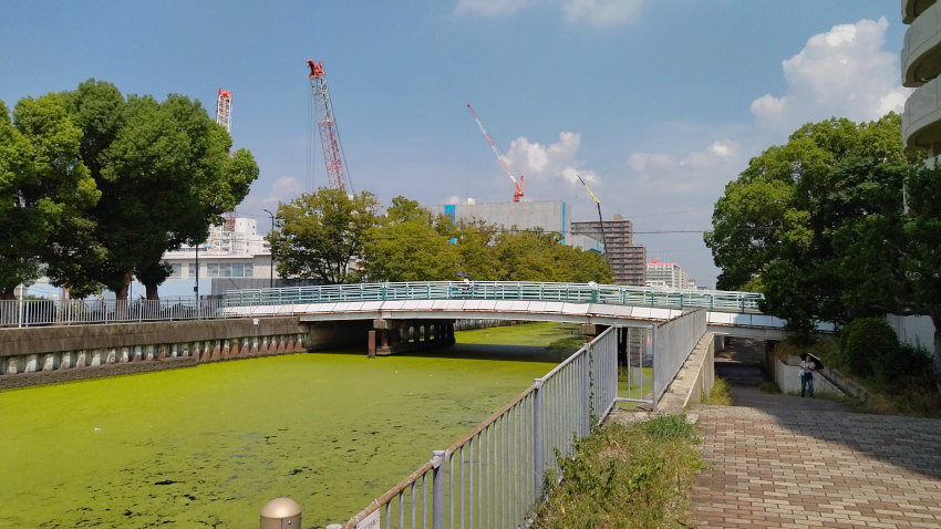 水草で埋め尽くされた城北川(城北運河)に沿った遊歩道をしばらく走る 20250829-sirokitaunga.jpg