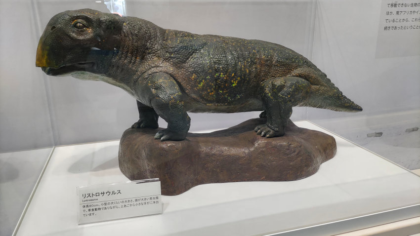 リストロサウルスの復元模型 (2億5000万年ほど前、パンゲア超大陸に住んでいた恐竜の一種) 20251021-saihyoukan-fuji-40.jpg