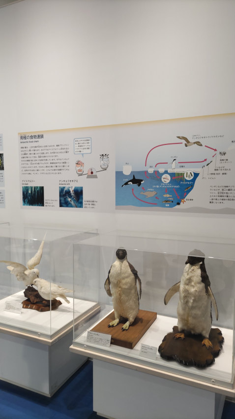 南極の動物 20251021-saihyoukan-fuji-47.jpg