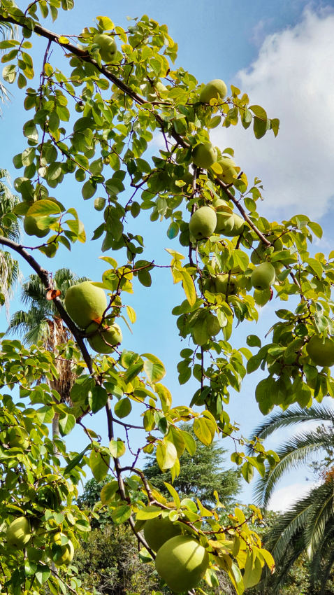 モロッコ庭園の向かい側あたりに、カリンの実がたくさん実っていた 20251027-karin-01.jpg