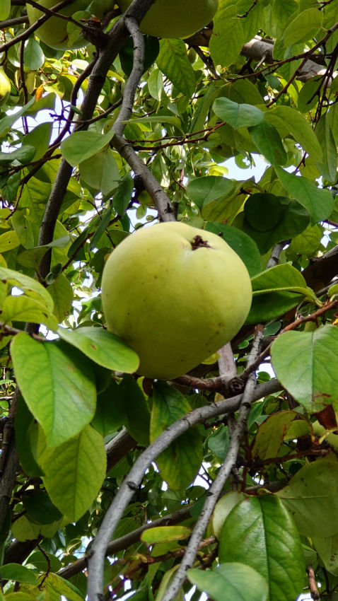 カリン 20251027-karin-02.jpg