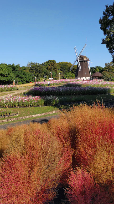 鶴見緑地 風車の丘のコキアも色づきが深まってきた 20251027-kochia.jpg
