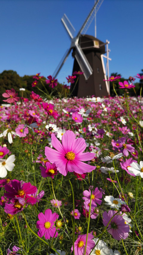 鶴見緑地 風車の丘 20251027-kosmos-01.jpg