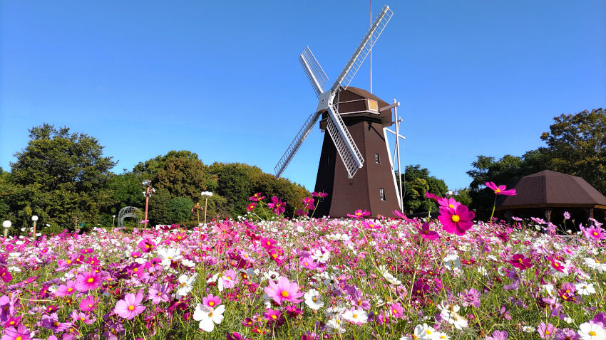 鶴見緑地 風車の丘 20251027-kosmos-02.jpg