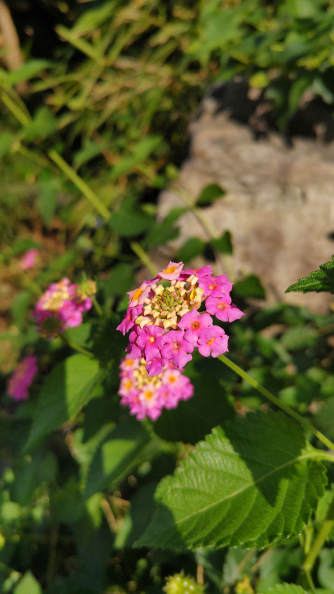 ランタナ 20251027-lantana.jpg
