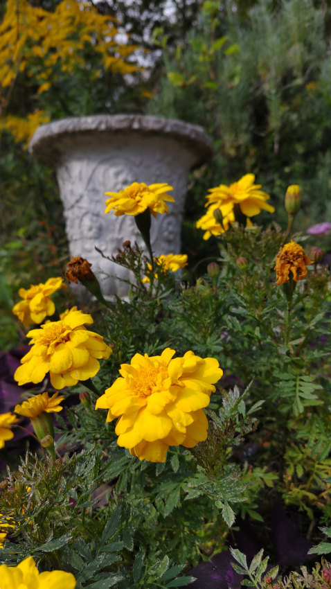 マリーゴールド 20251027-mariegold.jpg