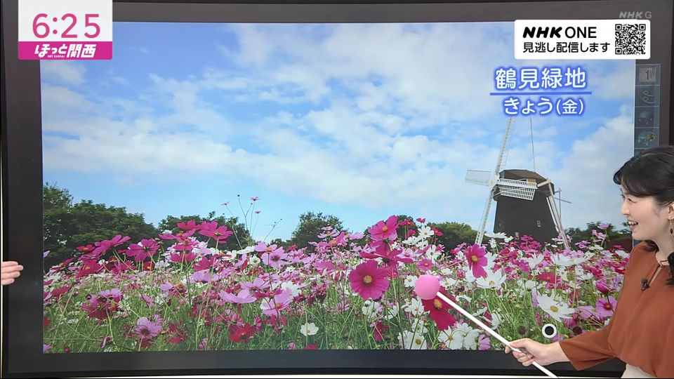 10月24日のNHKニュース 垂水さんの気象予報コーナーで、鶴見緑地のコスモス満開が伝えられた 20251027-nhk1024.jpg