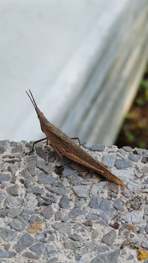 オンブバッタ 20251027-onbubatta.jpg