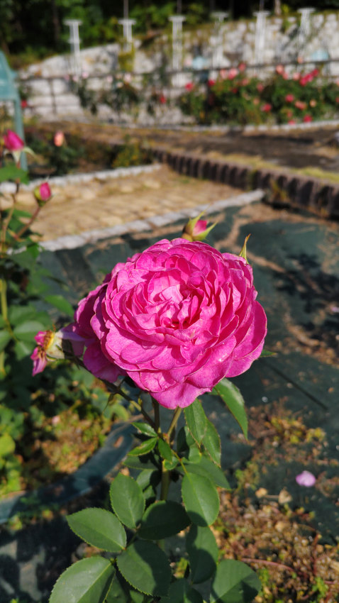 鶴見緑地 バラ園 「フィネス」 20251027-rose-01.jpg