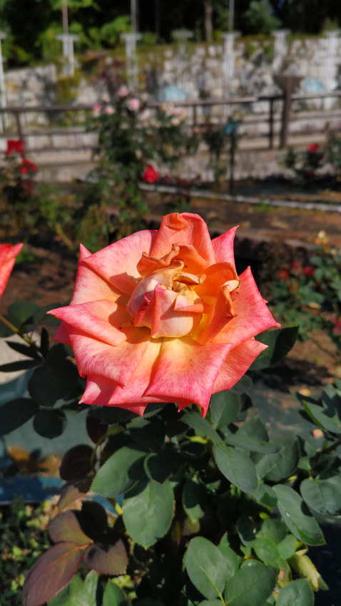 鶴見緑地 バラ園 「鶴見 '90」 20251027-rose-02.jpg