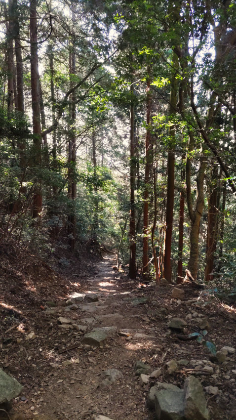 谷筋を激下りする登山道 20251030-aotanimichi-02.jpg