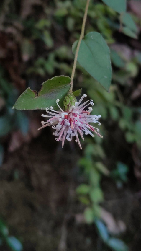 コウヤボウキ 20251030-kouyabouki.jpg