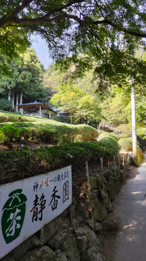 神戸唯一の観光茶園 静香園 20251030-seikouen.jpg