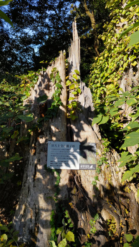 2018年の台風21号で倒れた親子杉 20251030-tenjyouji-oyakosugi.jpg