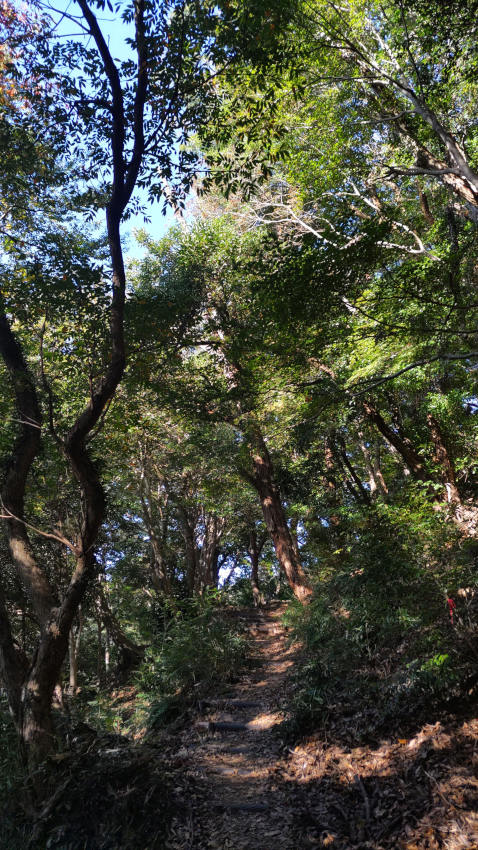 ひたすら階段道を登ります 20251030-uenomichi-04.jpg